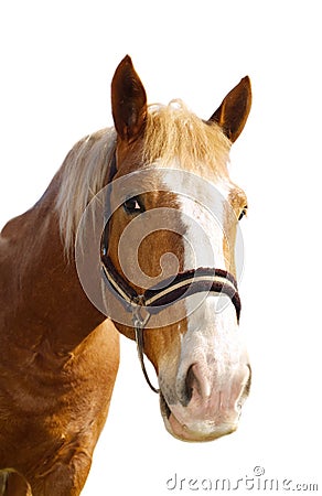 Head of the carthorse Stock Photo