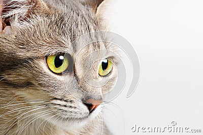 Head cat close up Stock Photo