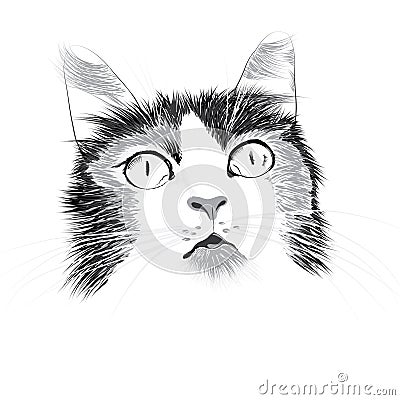 Head of a cat Vector Illustration