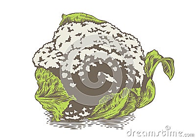 Head of cauliflower Vector Illustration