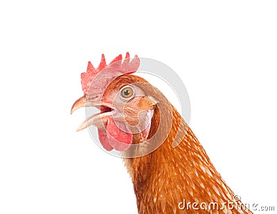 Head of chicken hen shock and funny surprising isolated white ba Stock Photo