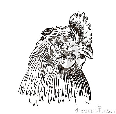 The head of a chicken. vector sketch on white Vector Illustration