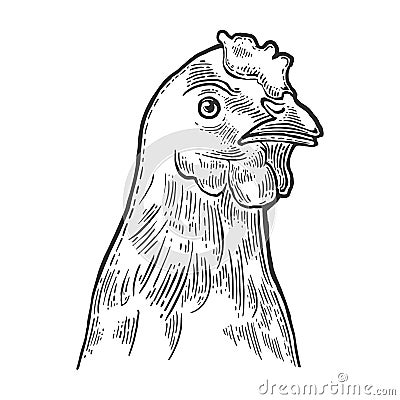 Head Chicken. Vintage engraving illustration for poster, web. Isolated on white background Vector Illustration