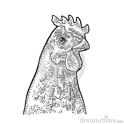 Head Chicken. Vintage vector engraving illustration for poster, web. Isolated on white background Vector Illustration