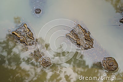 Head closeup the big Freshwater crocodile, Crocodylidae, Crocodylus siamensis is sleeping in the water in the middle Stock Photo