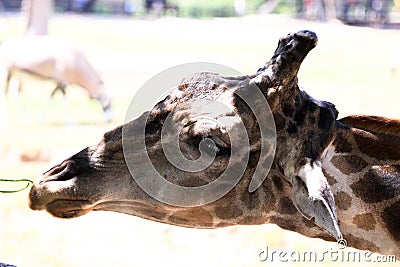 Head closeup giraffe animal life Stock Photo