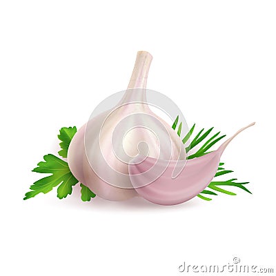 Head and clove of garlic composition Vector Illustration