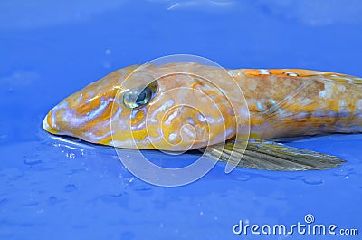 Head of a Common Dragonet fish (Callionymus lyra) Stock Photo
