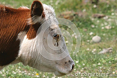 Head of a Cow Stock Photo