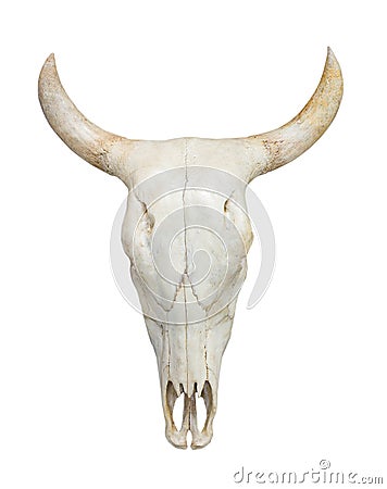 Head cow skull on white Stock Photo