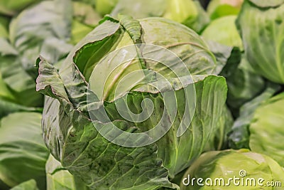 A head of crunchy green cabbage with outside leaves on top of a pile of green cabbages - selective focus Stock Photo