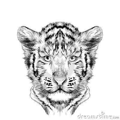 Head cub the white tiger sketch vector Vector Illustration