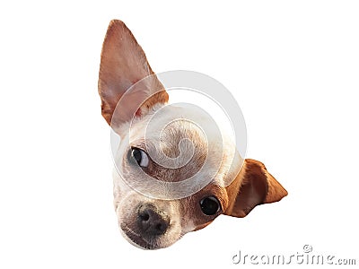 Head of curious chihuahua Stock Photo