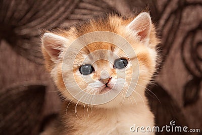 Head of a cute Golden ticked little British cat close-up Stock Photo