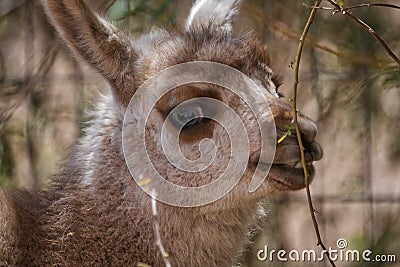 Head of a cute little baby llama Stock Photo