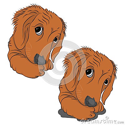Head of a cute puppy on white background Vector Illustration