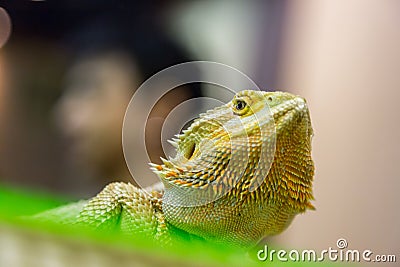 Head of Desert Chameleon Stock Photo