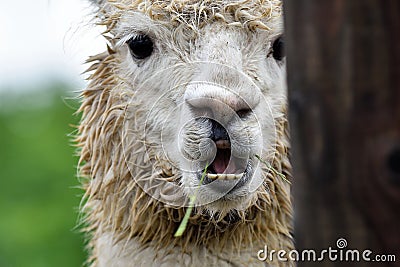 The head detail of cute Lama alpaca. Wet alpaca with open mouth. Smilling furry animal Stock Photo