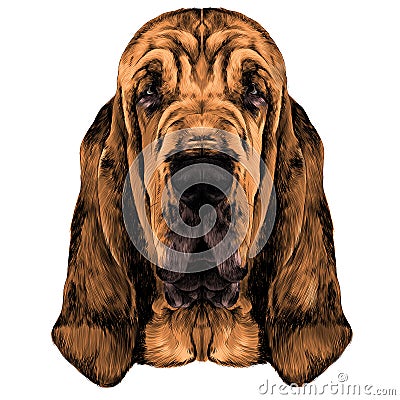 the head of the dog breed Bloodhound vector Vector Illustration