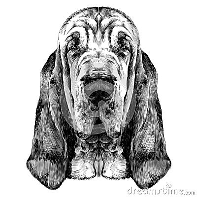 The head of the dog breed Bloodhound vector Vector Illustration