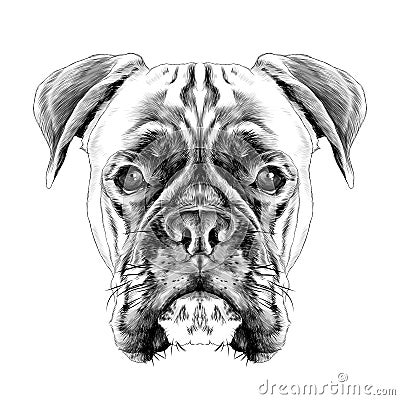 The head of the dog breed boxer dog collar Vector Illustration