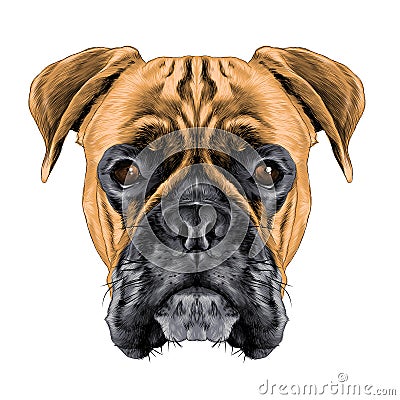 The head of the dog breed boxer dog collar Vector Illustration