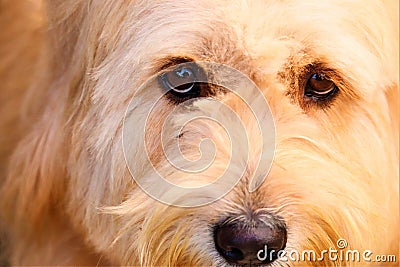 Head a dog and brown eyes Stock Photo