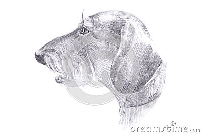 The head of the dog - haired dachshund drawing pencil Cartoon Illustration