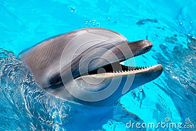 Head of the dolphin blue water Stock Photo