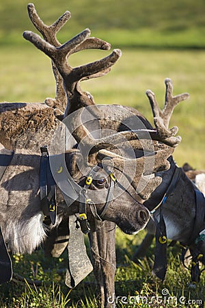 Head of a domestic reindeer close-up. Yamal, Russia Stock Photo