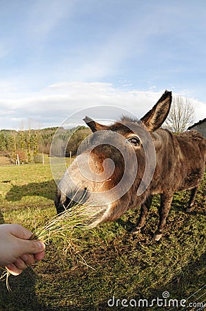 Head of a Donkey which Eating Grass tuft Stock Photo