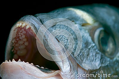 Head of a Dorado fish Stock Photo