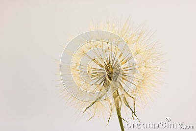 Head of dry dandelion isolated Stock Photo