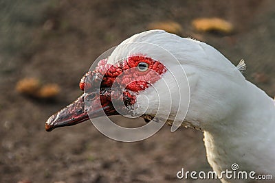 Head of a duck Stock Photo