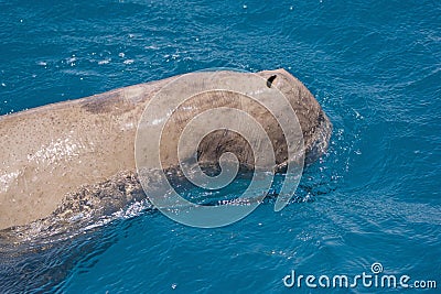 Head of Dugong dugon - marine mammal breathing on the sea surface Stock Photo