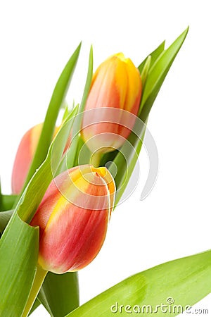 Head of Dutch tulip flower Stock Photo