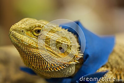 Head and eye of Iguana Stock Photo