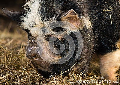 Head of forequarters of kunekune pig among hay Stock Photo