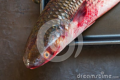 Head fresh raw fish mullet on black background Stock Photo