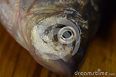 Head fresh river carp Stock Photo