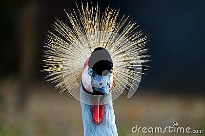 Head in frontal view with a radial crest of a black crowned crane balearica pavonina shining in the bright sun Stock Photo