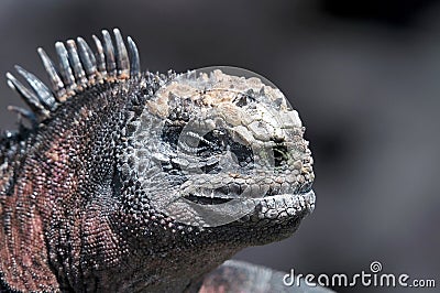 Head of a Galapagos iguana Stock Photo