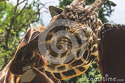 Head of a giraffe being touched Editorial Stock Photo