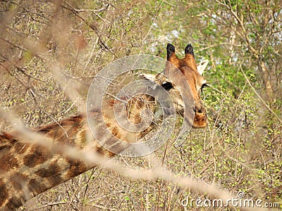 Head of giraffe Stock Photo