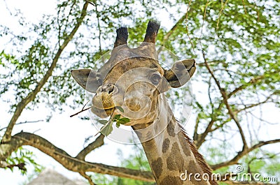 Head giraffe. Stock Photo