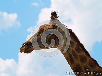 Head of a giraffe Stock Photo