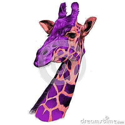 The head of a giraffe sketch Vector Illustration