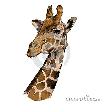 The head of a giraffe sketch Vector Illustration