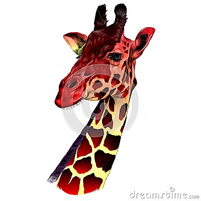 The head of a giraffe sketch Vector Illustration