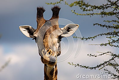 Head of a giraffe with tongue out in Tarangire National Park of Tanzania Stock Photo